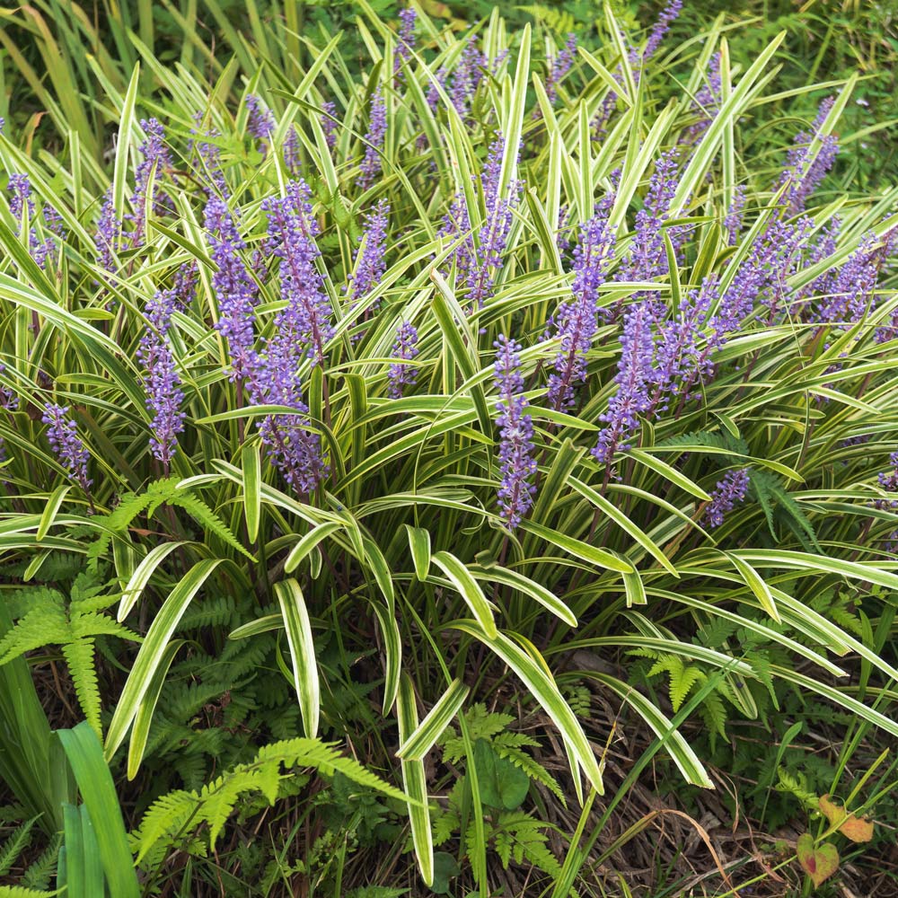 Liriope muscari 'Variegata'