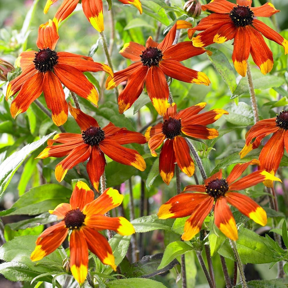 Native Plants for Songbirds