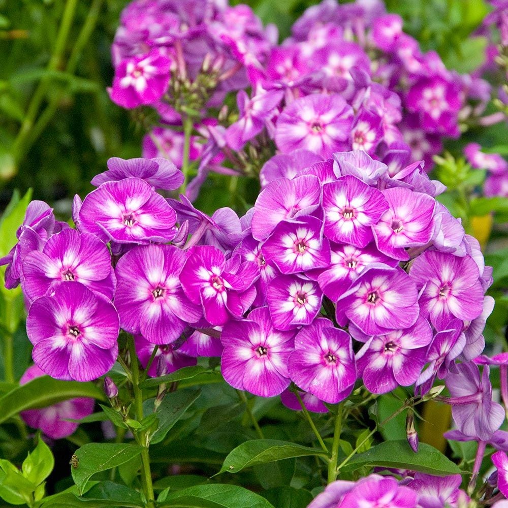 Long-Season Hummingbird Garden