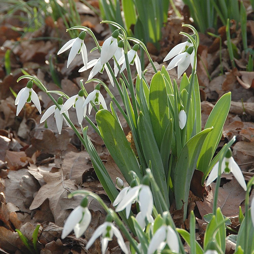 Galanthus - The Last Snow Mix