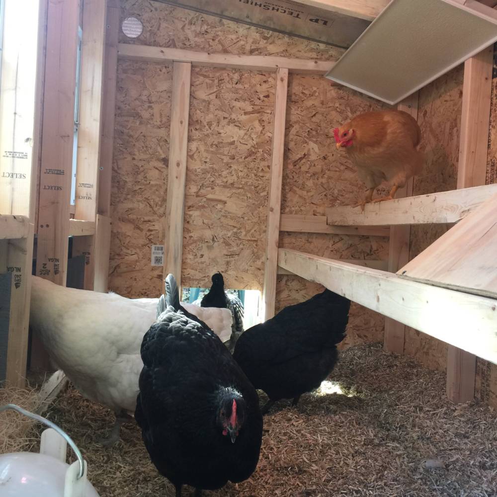 OverEZ Chicken Coop - Amish Made - Heavy Duty