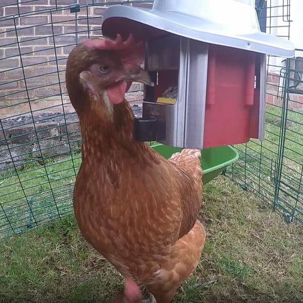 Roamwild PestOff Chicken Feeder Kit