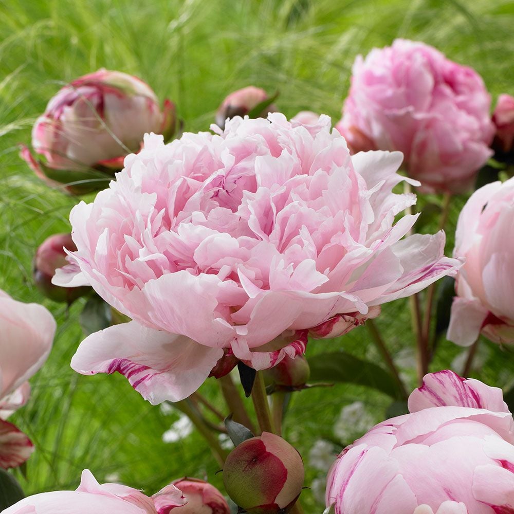 The Peony Parade Collection