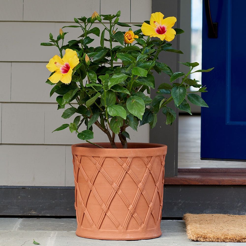 Basket Barrel Pot