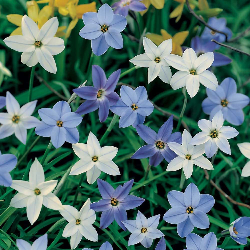 Woodland Naturalizing Collection of Bulbs