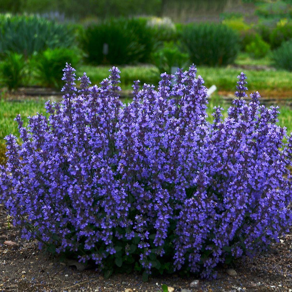 Nepeta 'Cat's Pajamas'