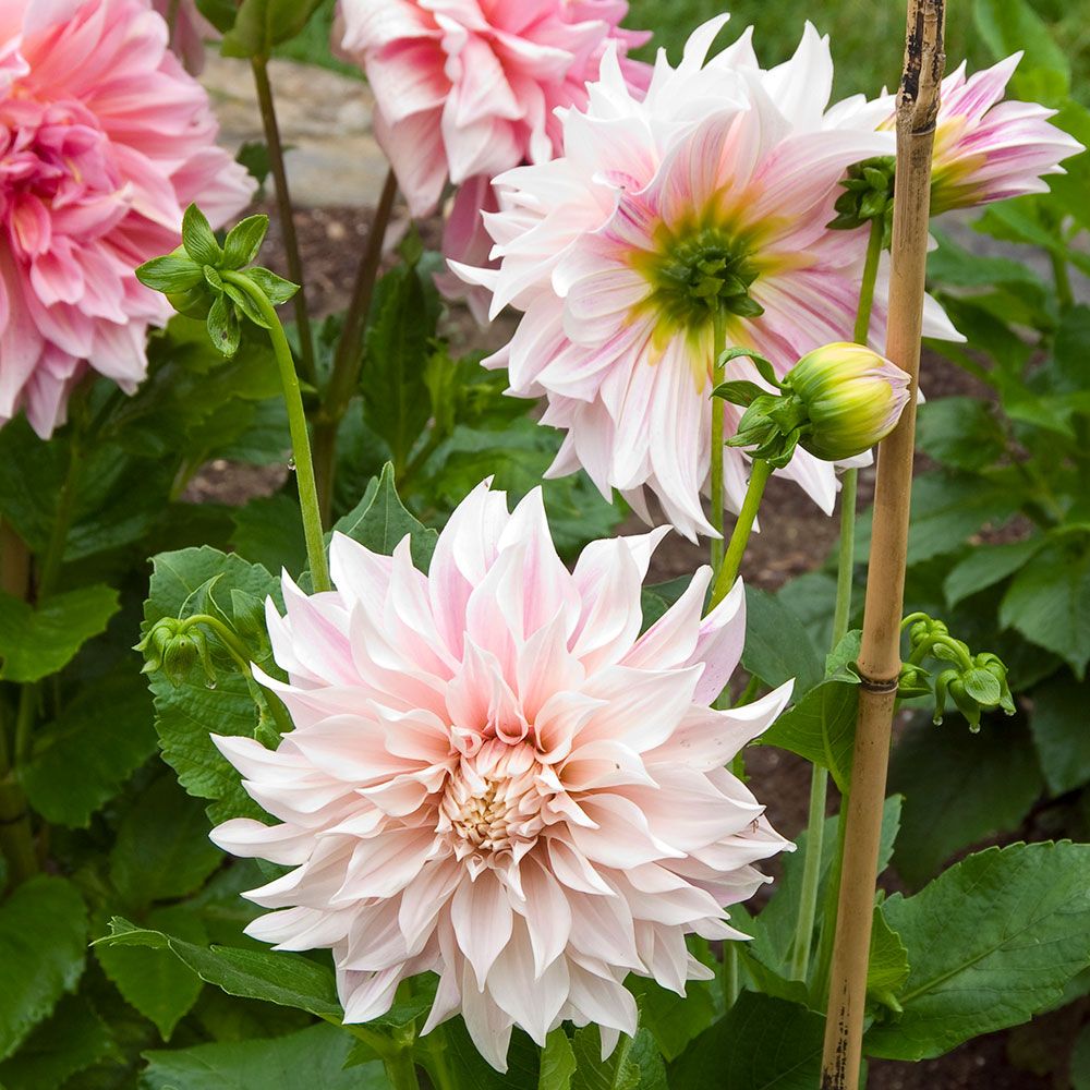 Café au Lait Trio