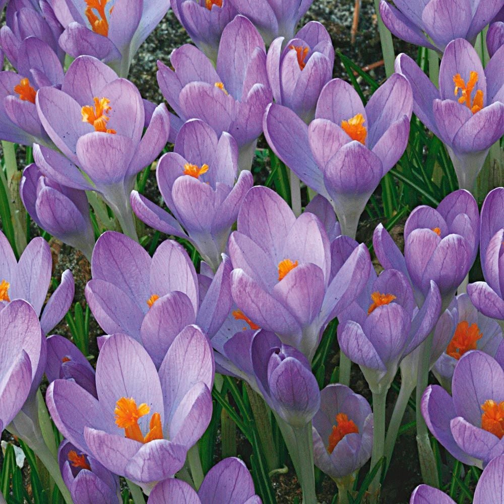 Large-Flowering Lavender Shades Crocus Mix