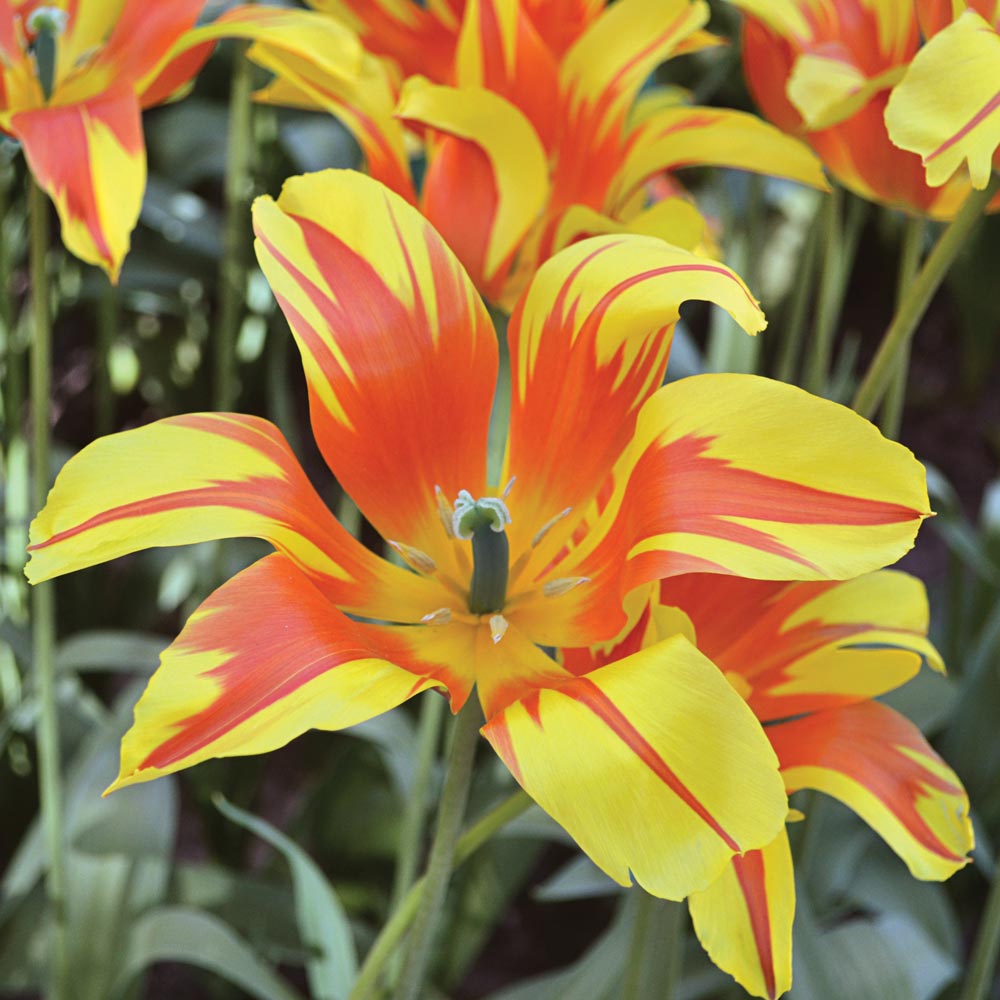Tulip 'Fire Wings'