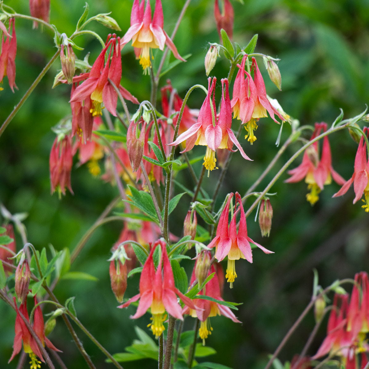 Long-Season Hummingbird Garden