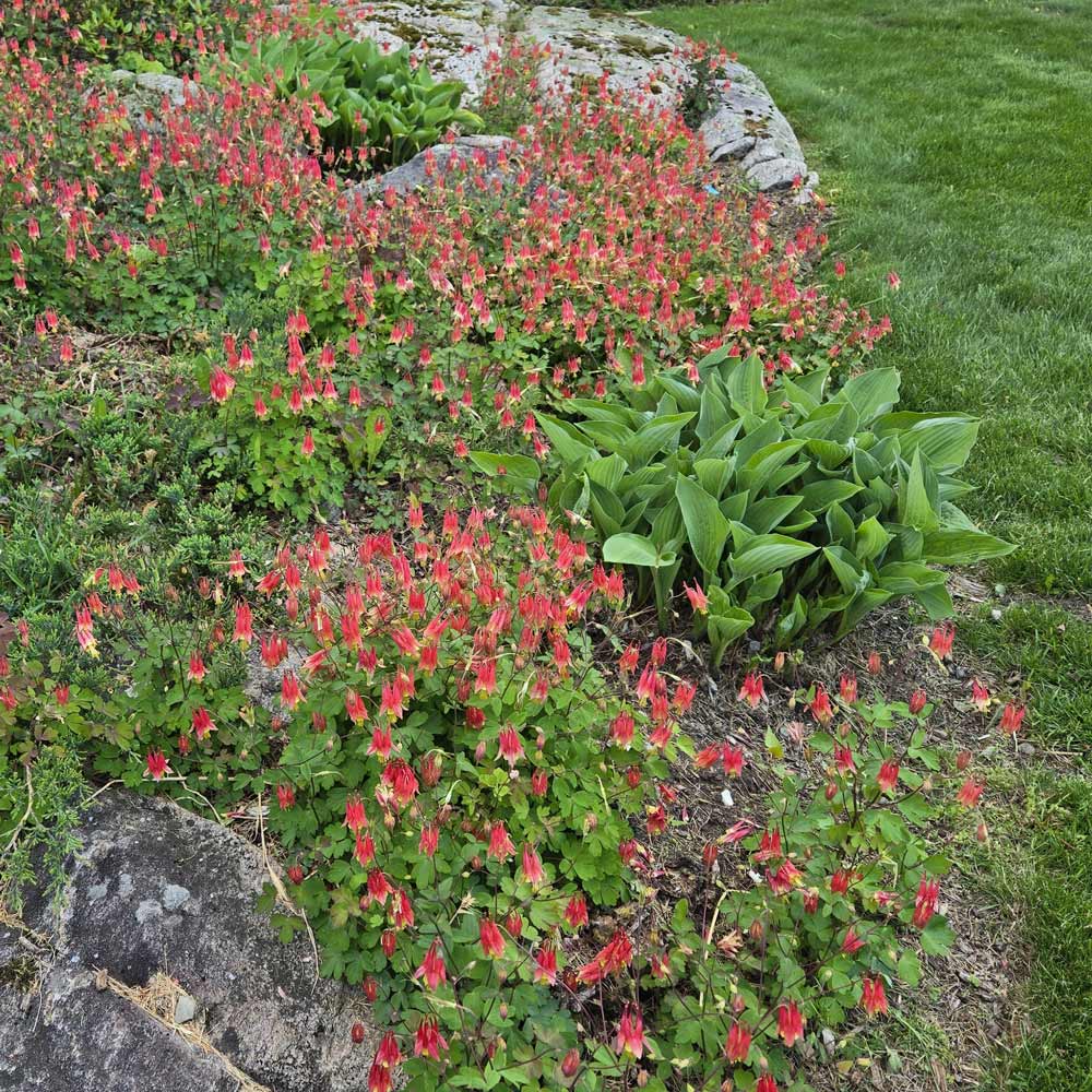 Aquilegia canadensis