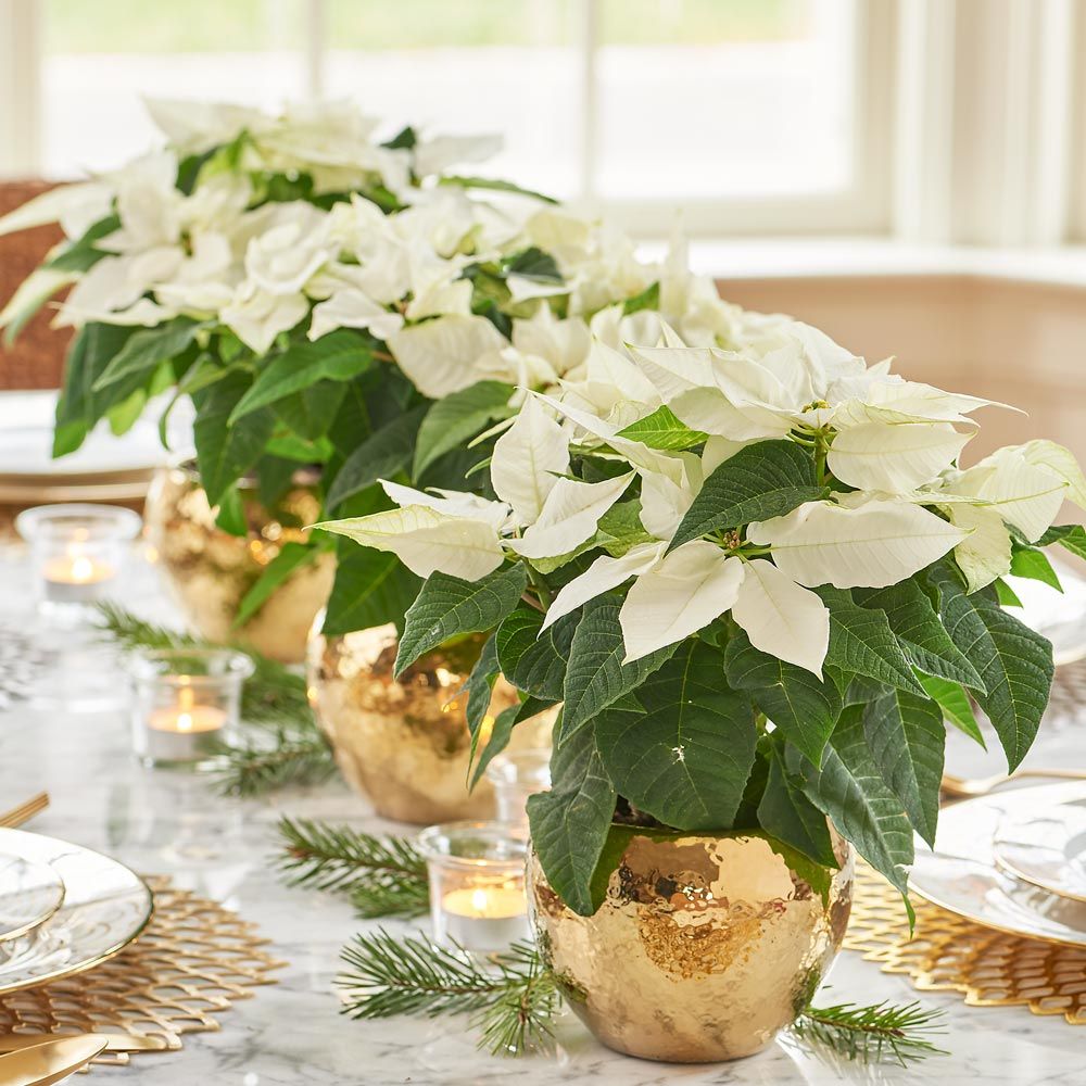 Trio of White Poinsettias in golden cachepots
