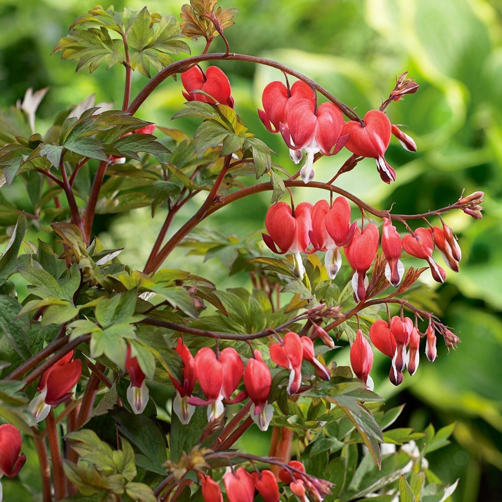 Lamprocapnos spectabilis Valentine®
