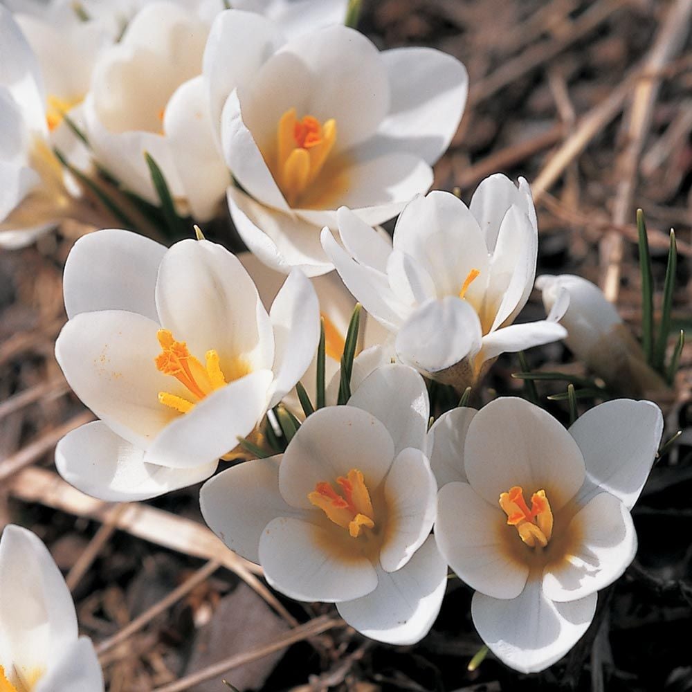 Yellow Shades Crocus Mix