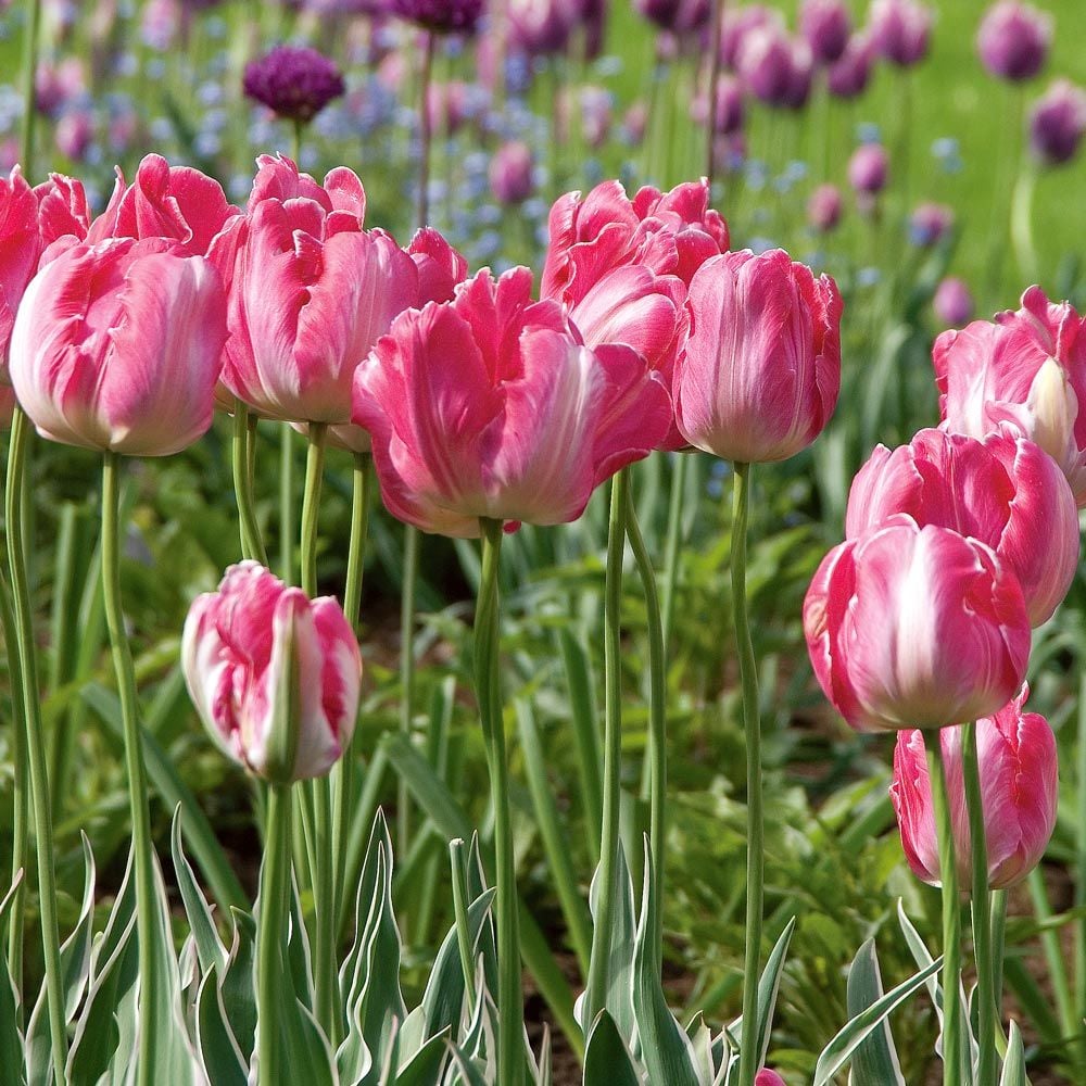 Tulip 'Elsenburg'