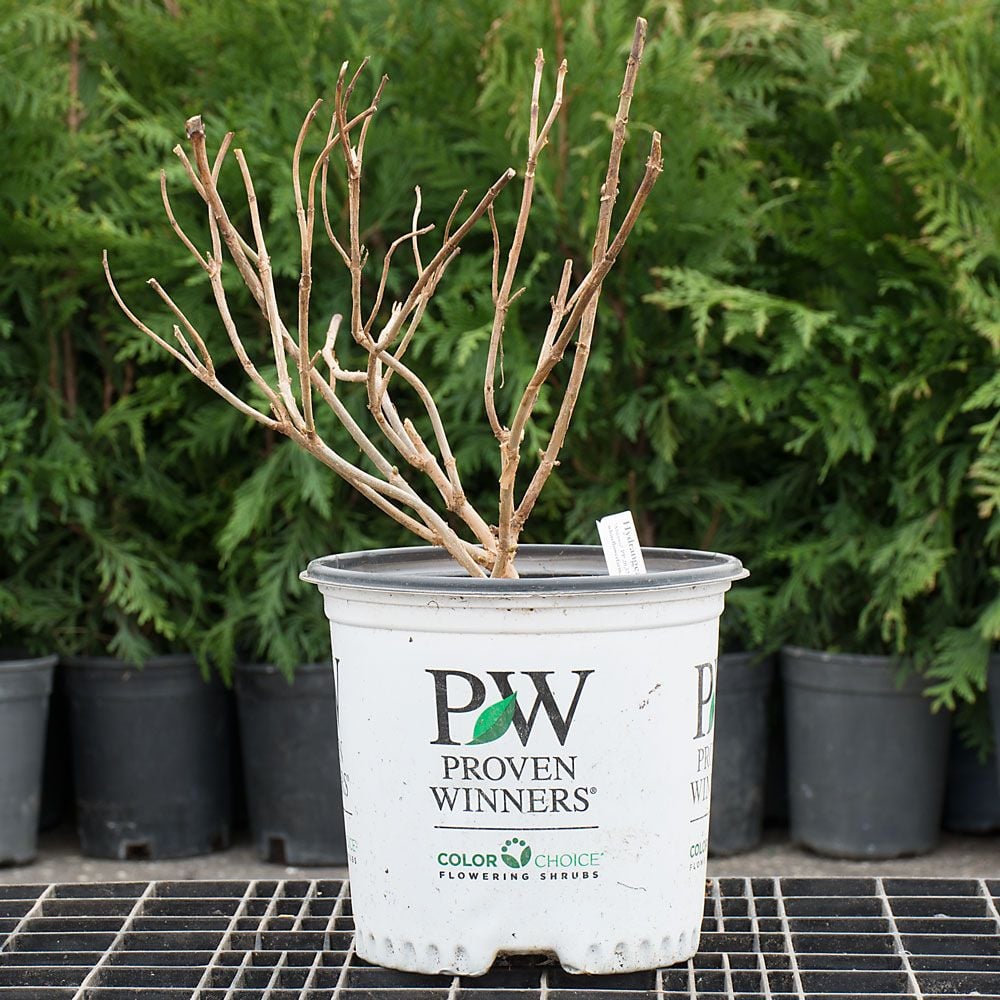 Hydrangea arborescens Incrediball® Blush