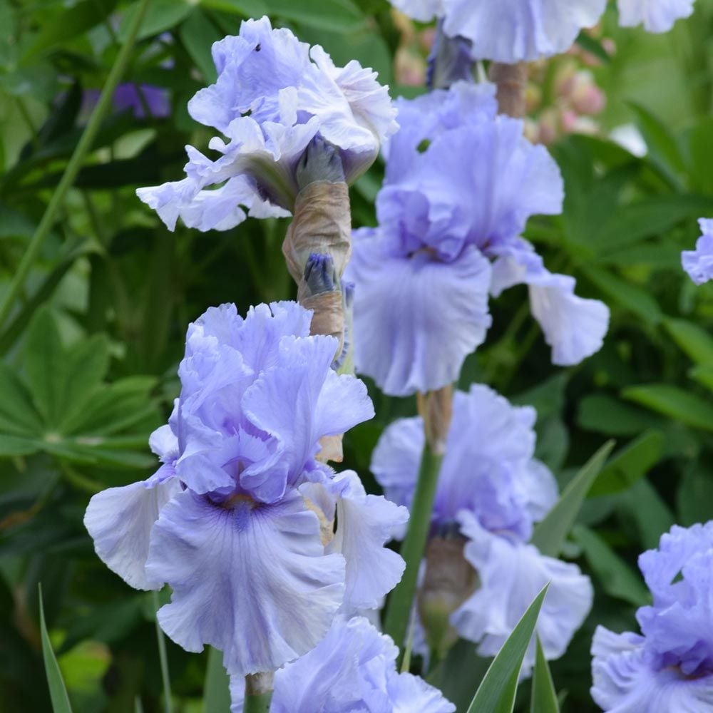 Iris germanica 'Sea of Love'