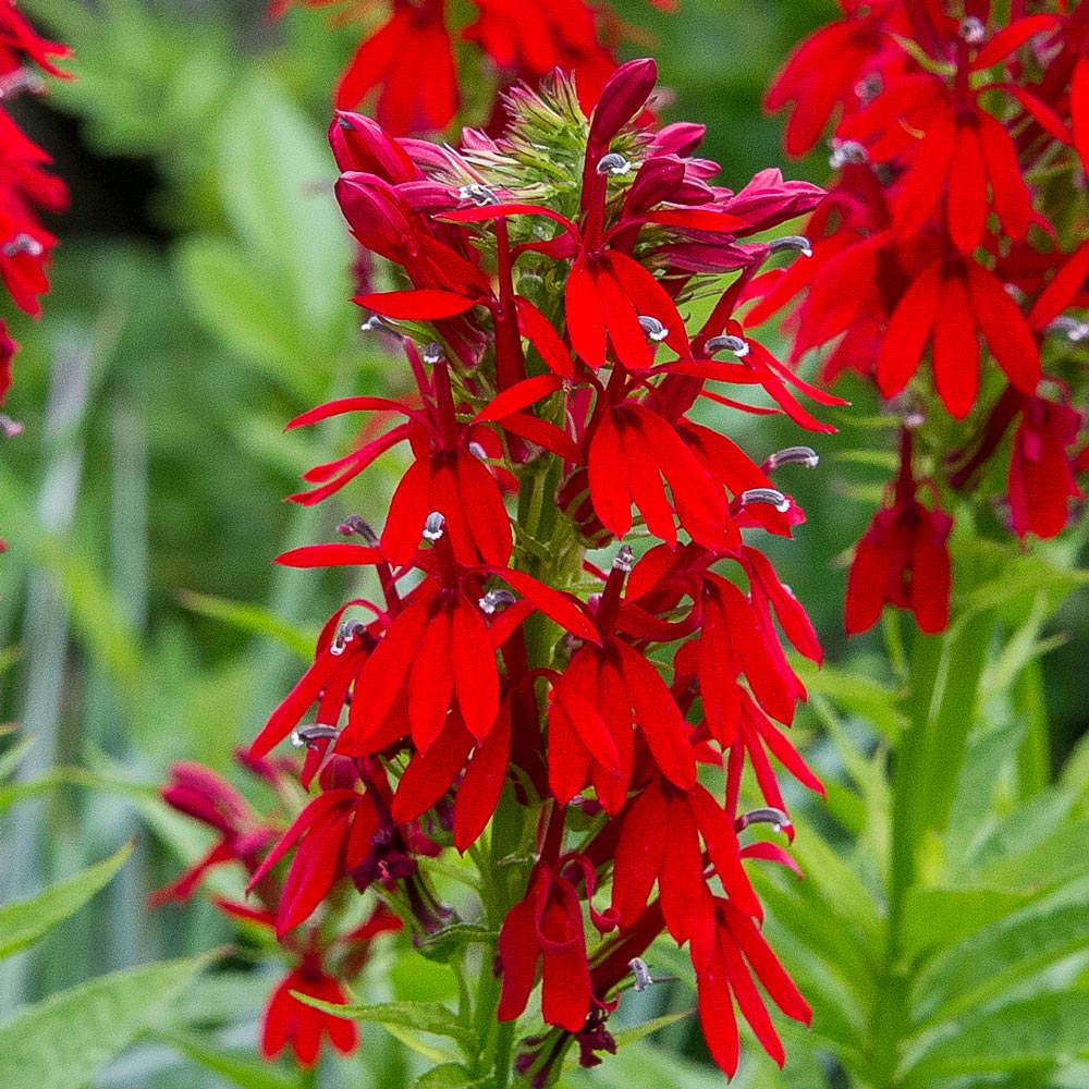 Lobelia cardinalis