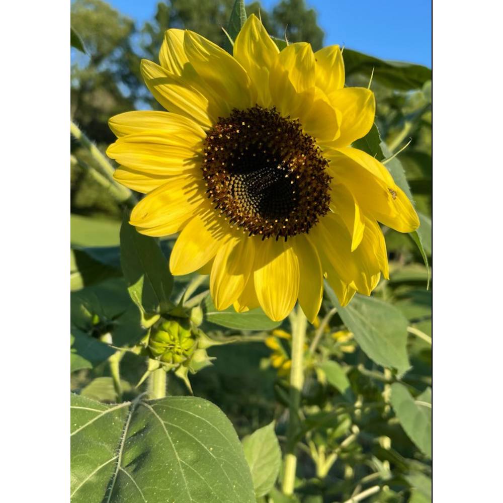 Lemon Queen Sunflower Seeds - Organic