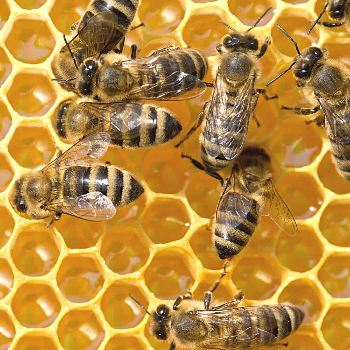Deep Wood Bee Frame with Heavy Waxed Plastic