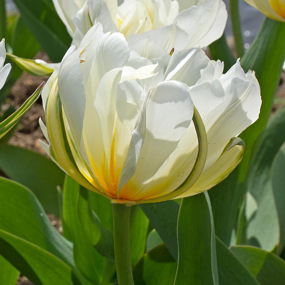 Tulip 'Exotic Emperor'