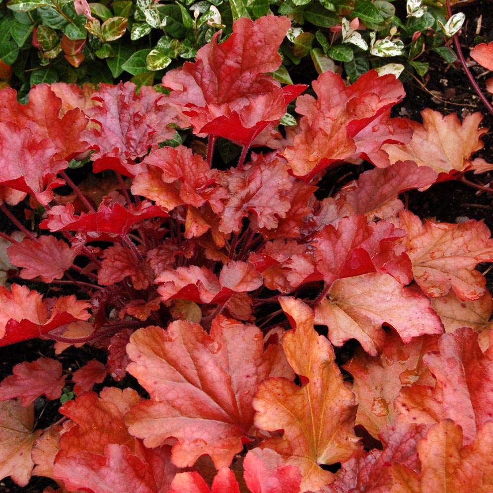 Heuchera 'Peach Flambe'