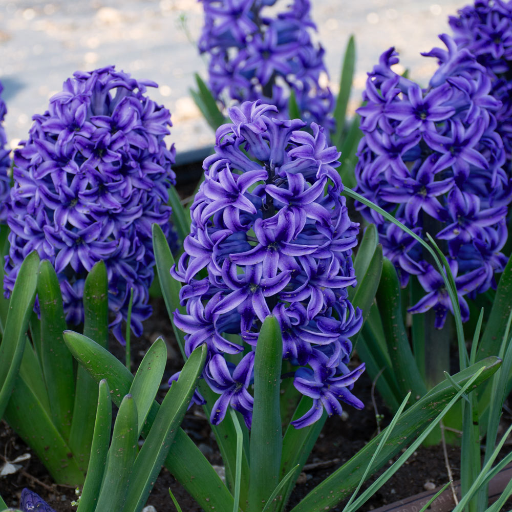 Springtime Sizzle Hyacinth, Forget-me-not & Sedum Collection