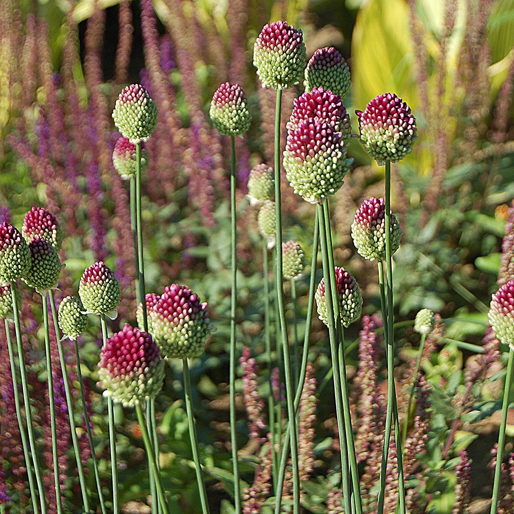 Achillea & Allium Collection - Red Highlights