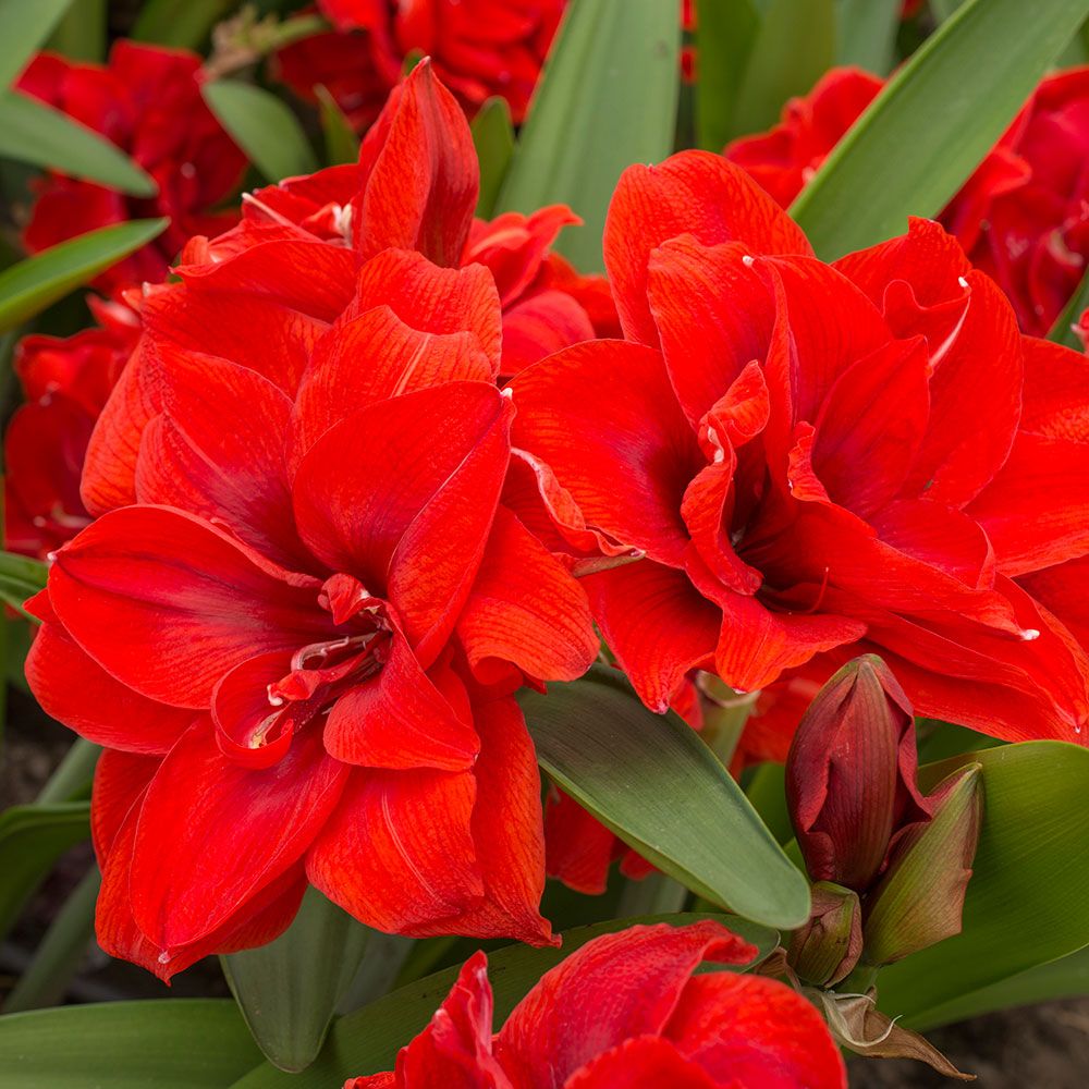 Amaryllis ‘Cherry Nymph’ & Fern Dish Garden Kit