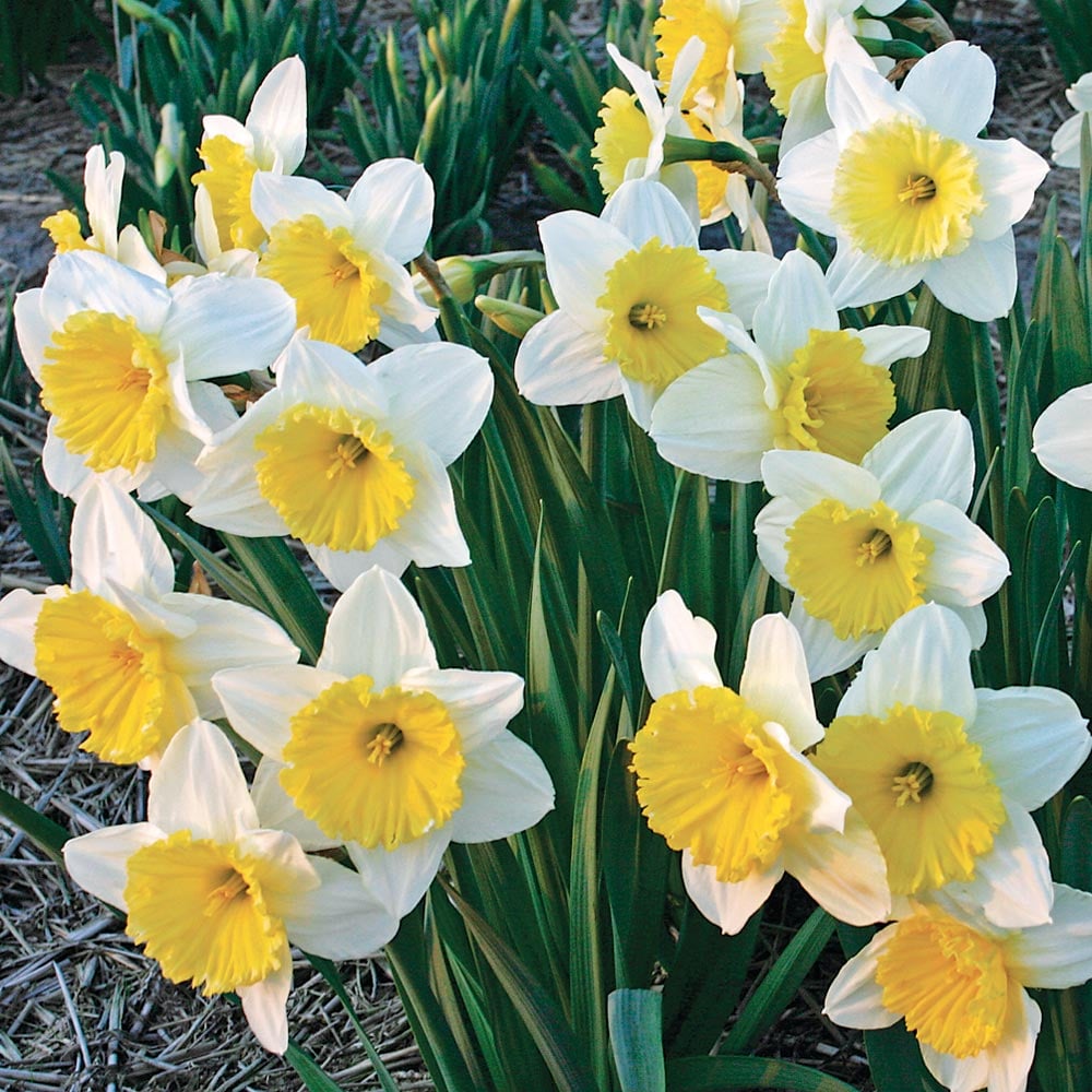 White Welcome Narcissus Mix