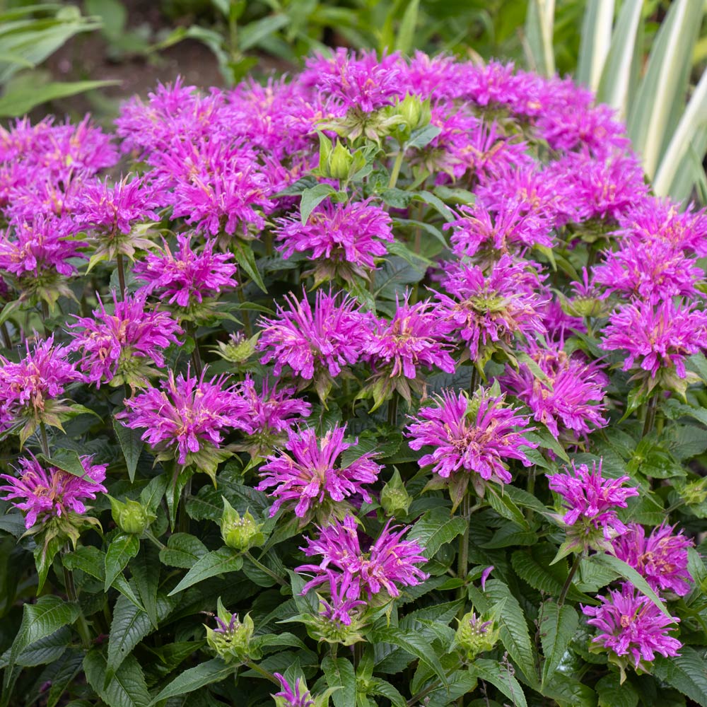 Long-Season Hummingbird Garden