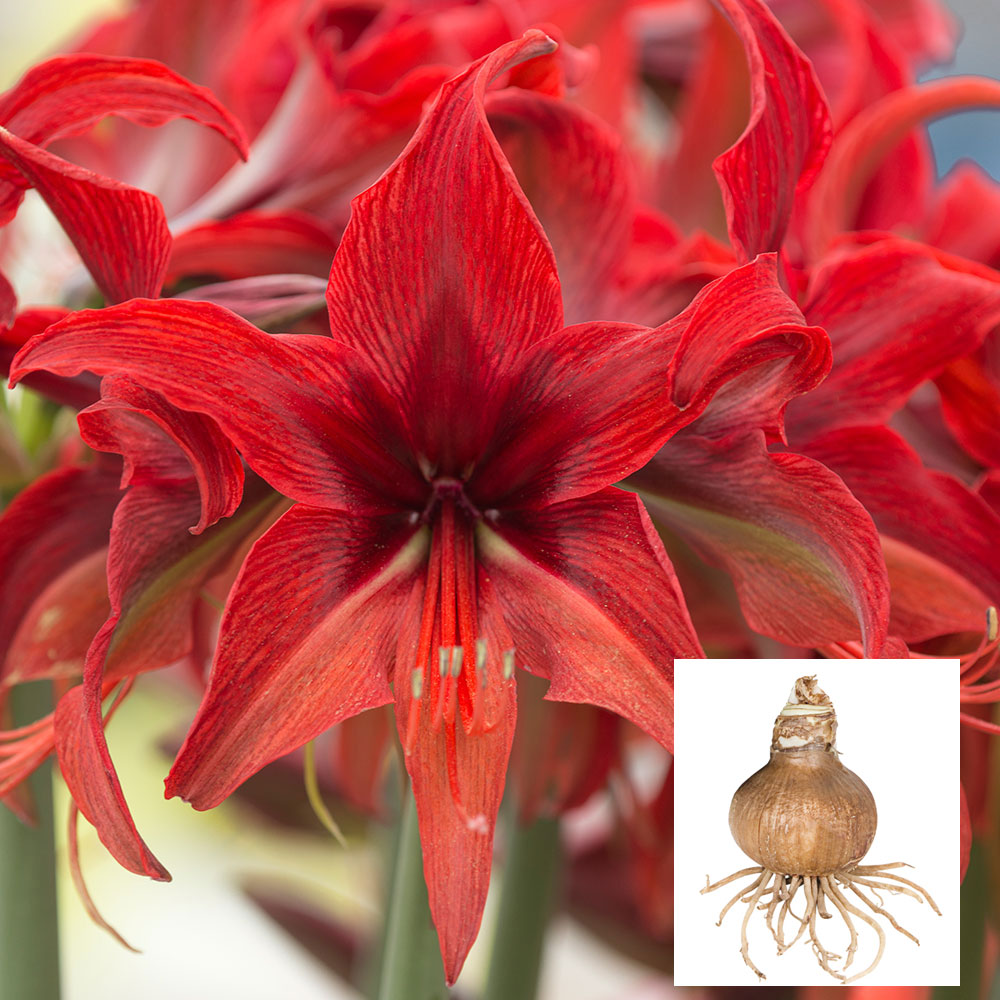 Amaryllis 'Bogota,' one bulb in linen bag