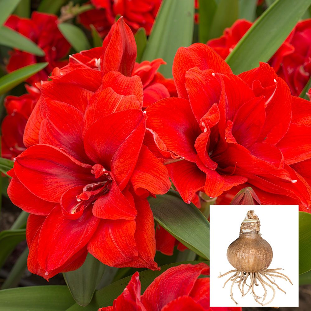 Amaryllis 'Cherry Nymph,' one bulb in linen bag