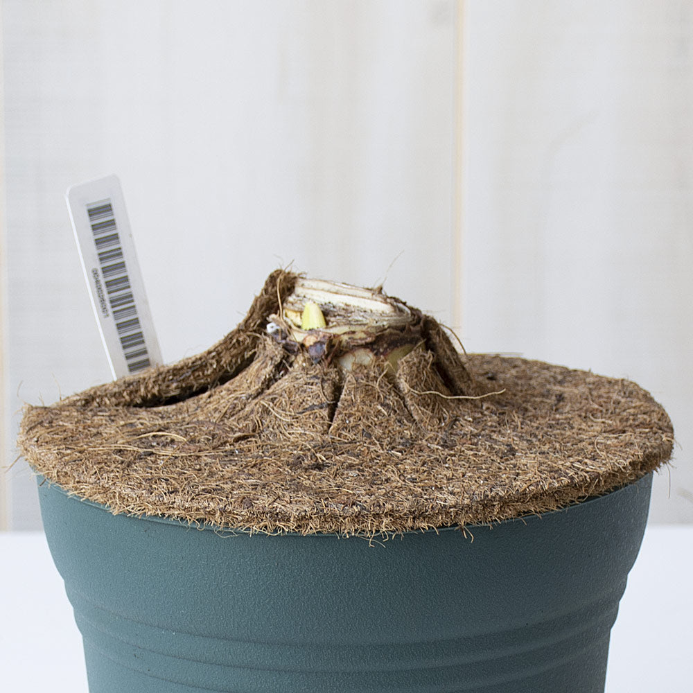 Amaryllis 'Ferrari,' two nursery pots in bronzed metal cachepot