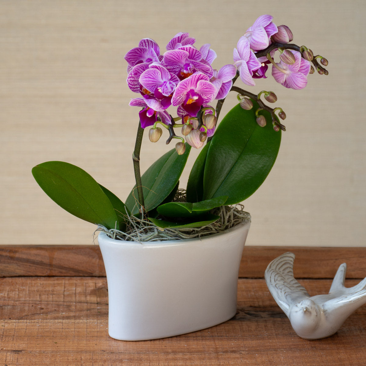 Purple-and-white Mini Moth Orchids in ceramic cachepot
