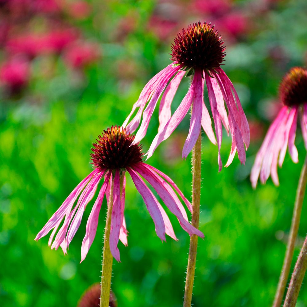 Echinacea pallida