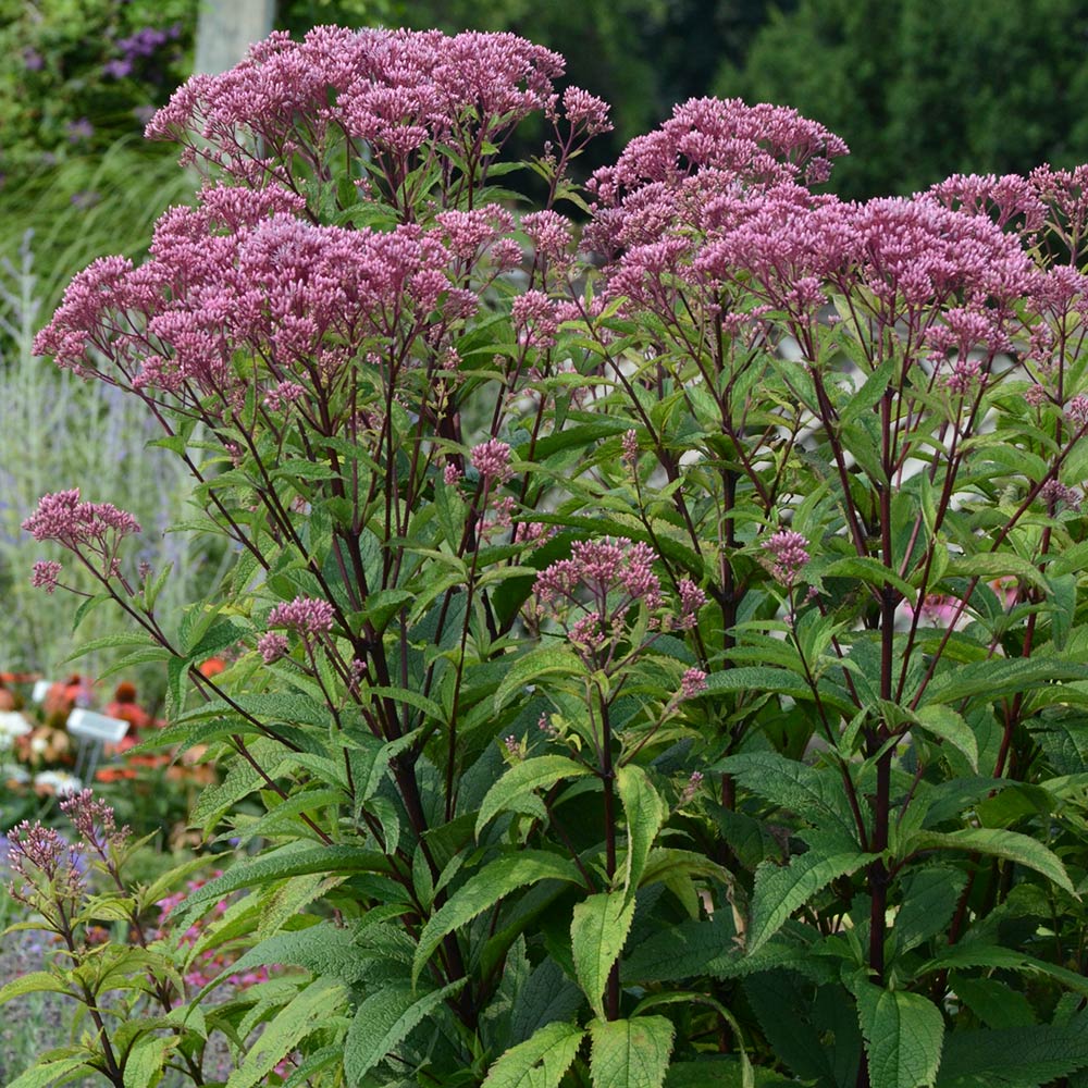 Native Plants for Songbirds