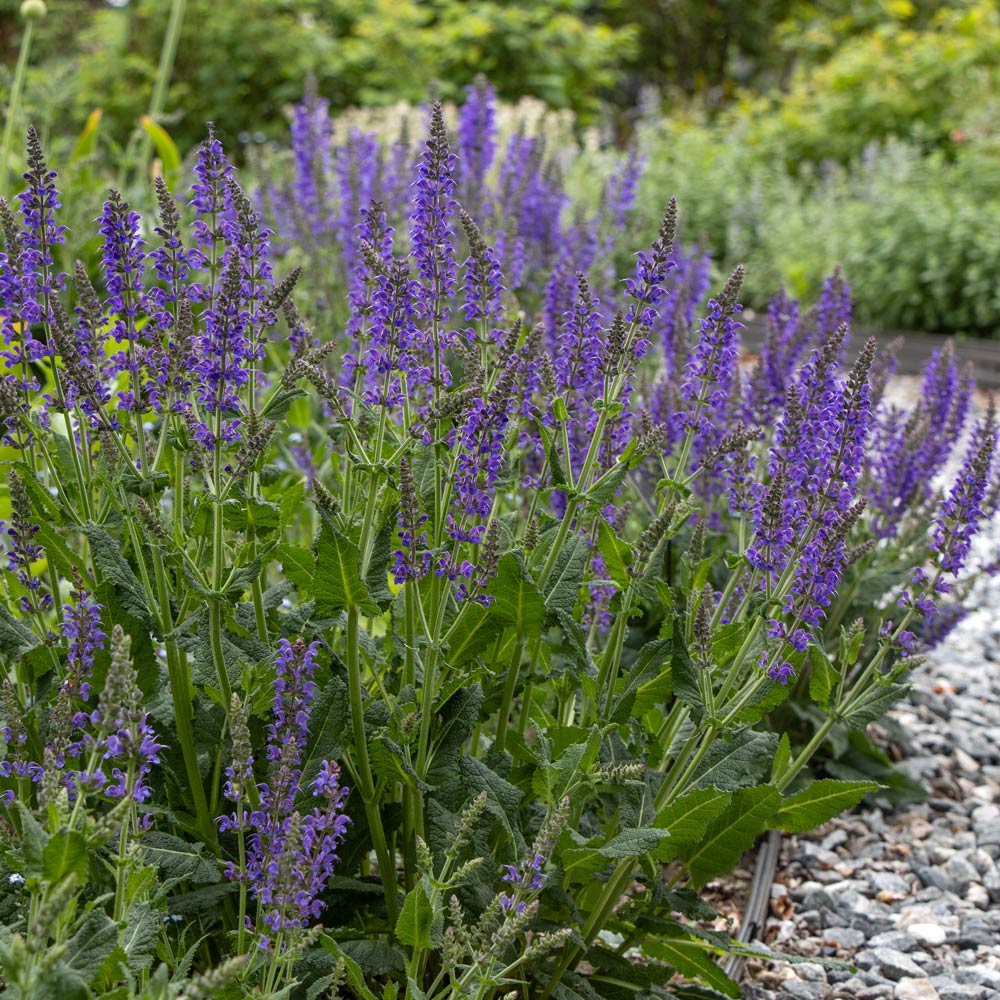 Monarch Butterfly Perennial Garden