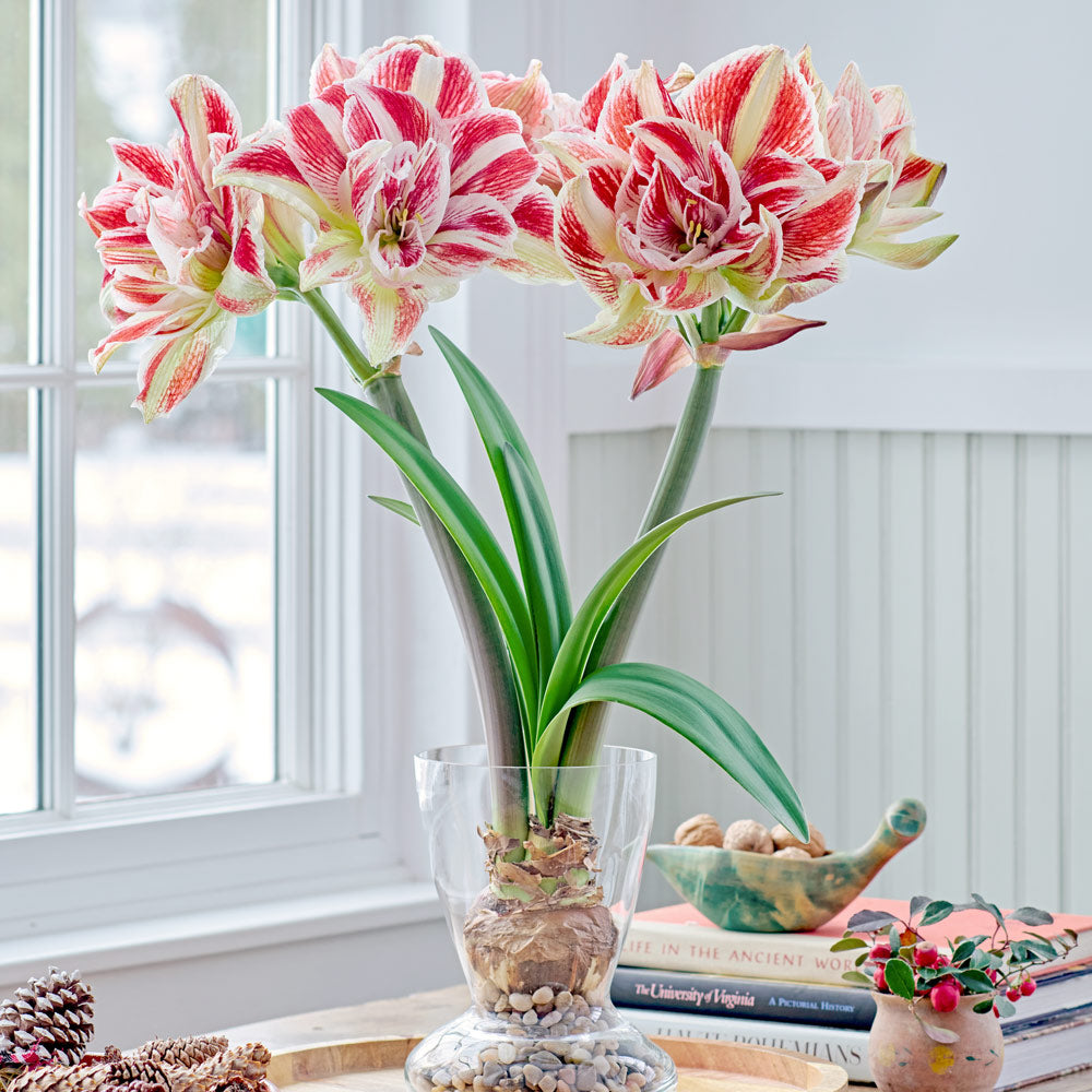 Amaryllis 'Bright Nymph,' one bulb with Dutch hurricane vase kit
