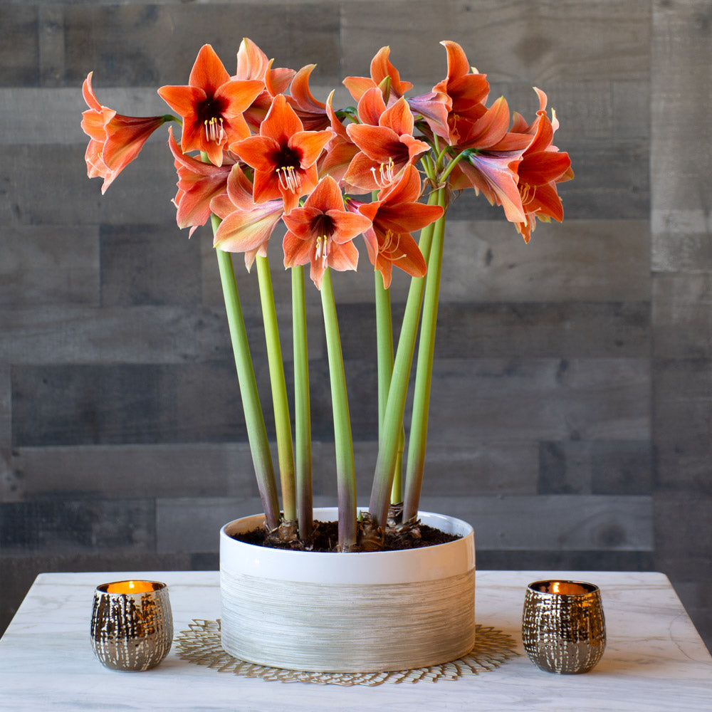 Amaryllis 'Terra Mystica,' 3 bulbs and gold-striped ceramic bowl kit