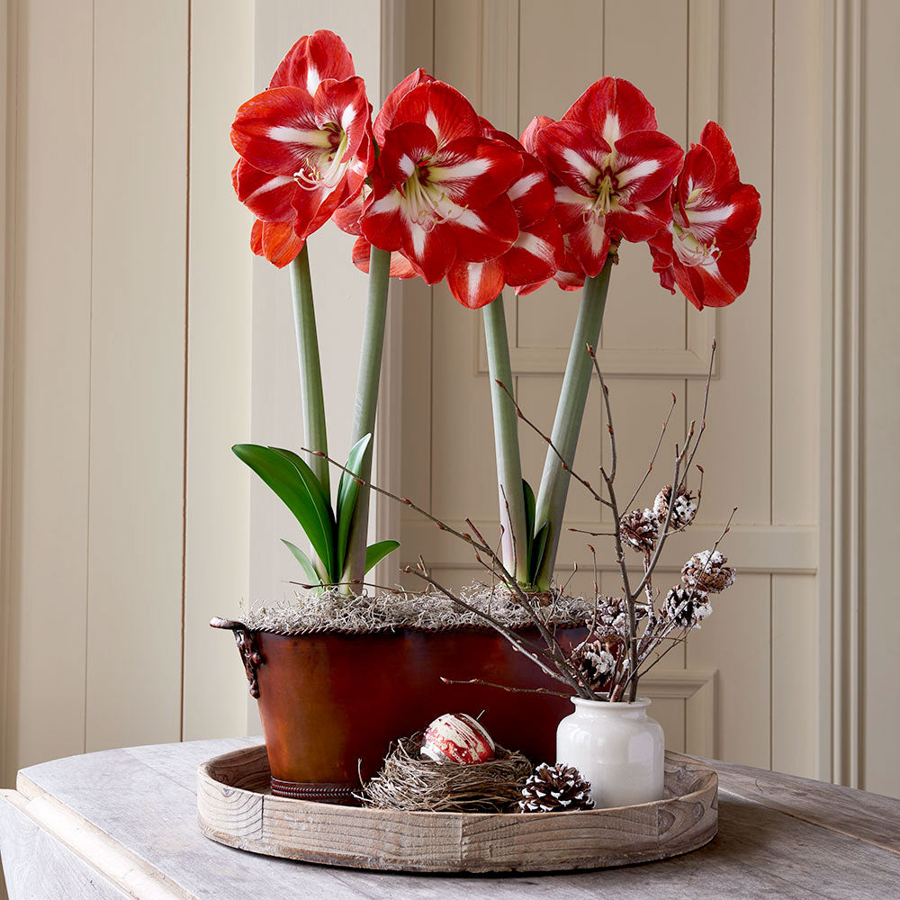 Amaryllis 'Stargazer,' two nursery pots in bronzed metal cachepot
