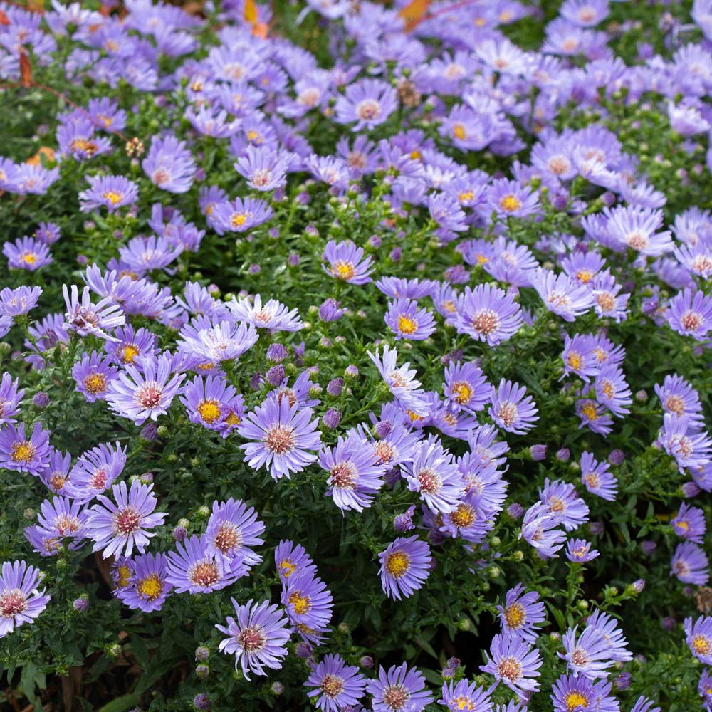 Octoberfest Fall Container Garden