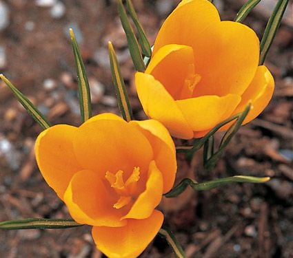 Farewell to Winter Crocus Mix