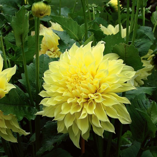 Dinnerplate Dahlia Collection