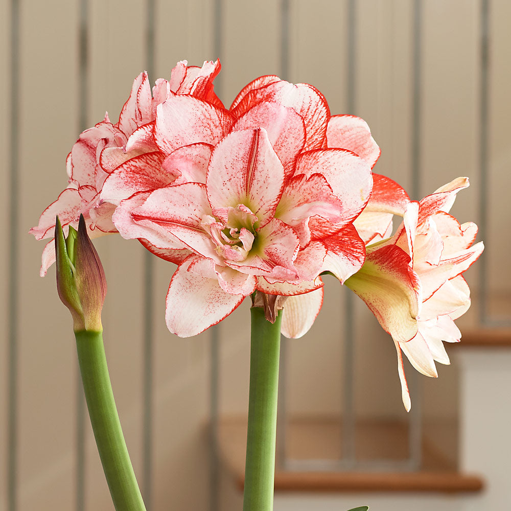Amaryllis 'Striped Amadeus,' two nursery pots in natural jute basket