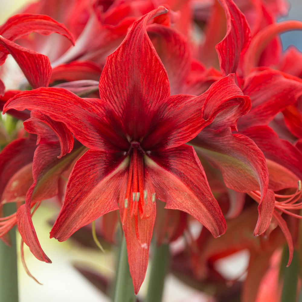 Amaryllis 'Bogota,' one bulb in natural jute basket