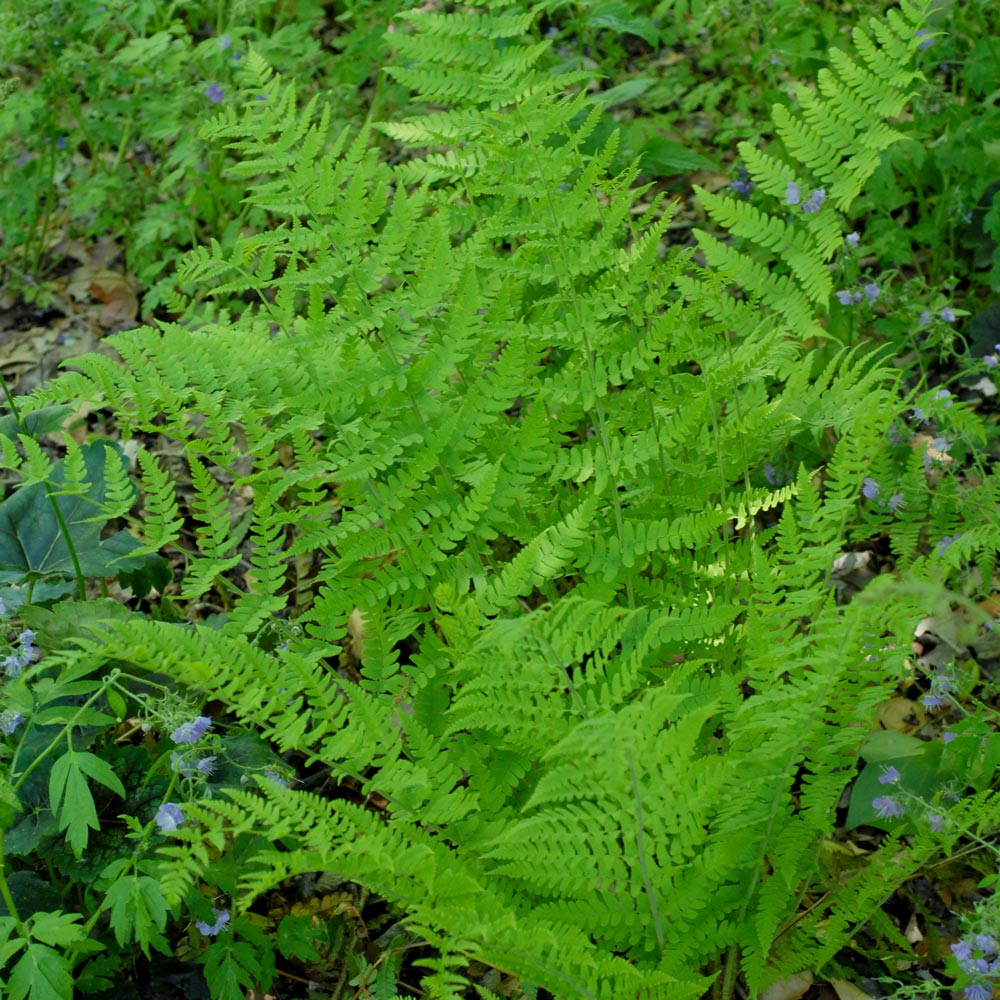 Dryopteris marginalis