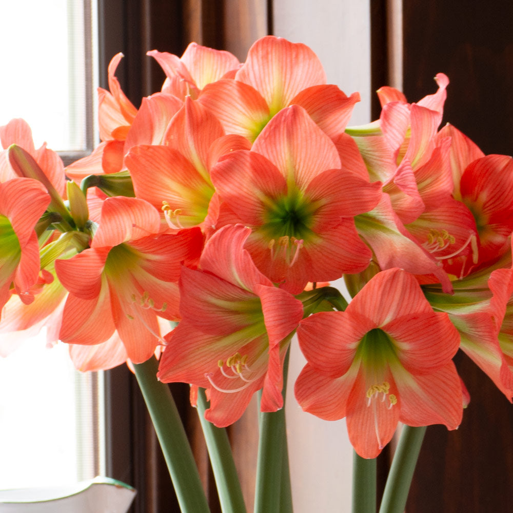 Amaryllis 'Belladonna,' 3 bulbs in nursery pot