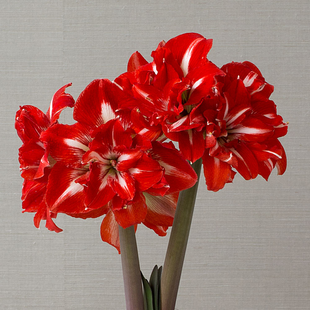Amaryllis 'Rock 'n Roll,' one bulb in natural jute basket