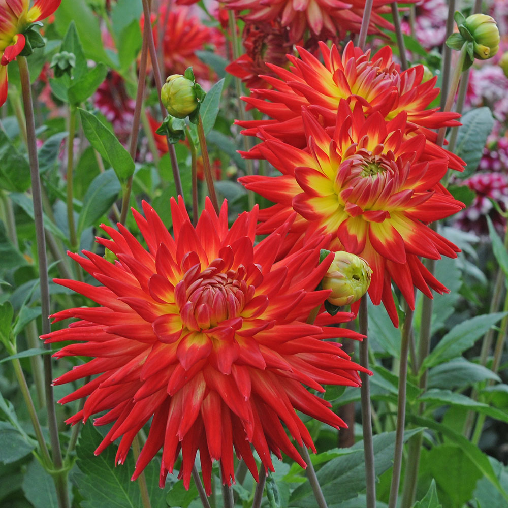 Dahlia 'Karma Bon Bini'